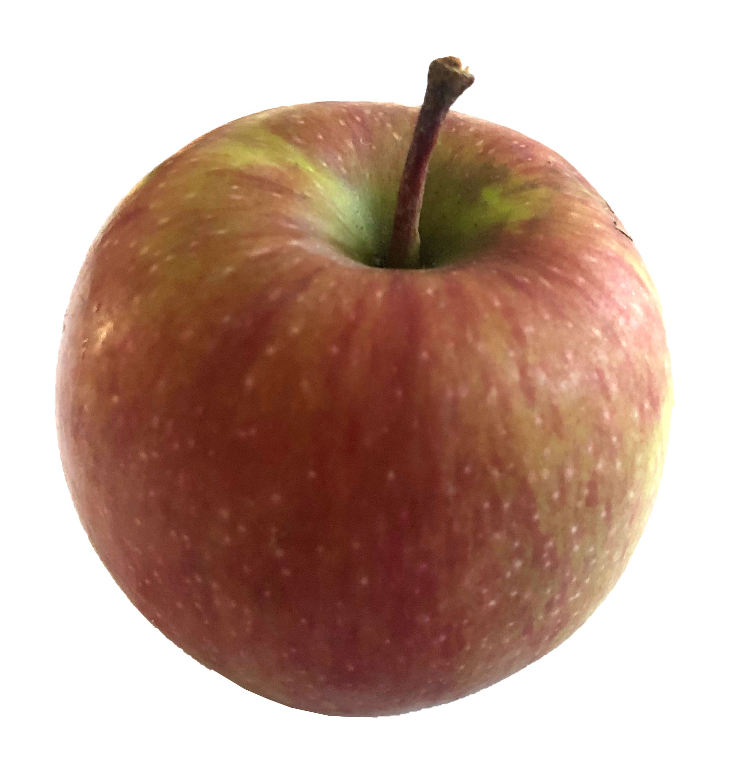 KiKu - Der knackig Süsse