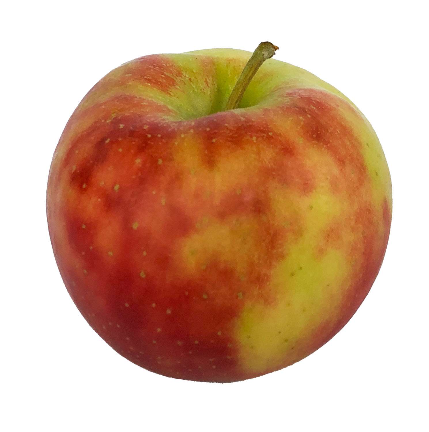 Elstar - Der Aromatische