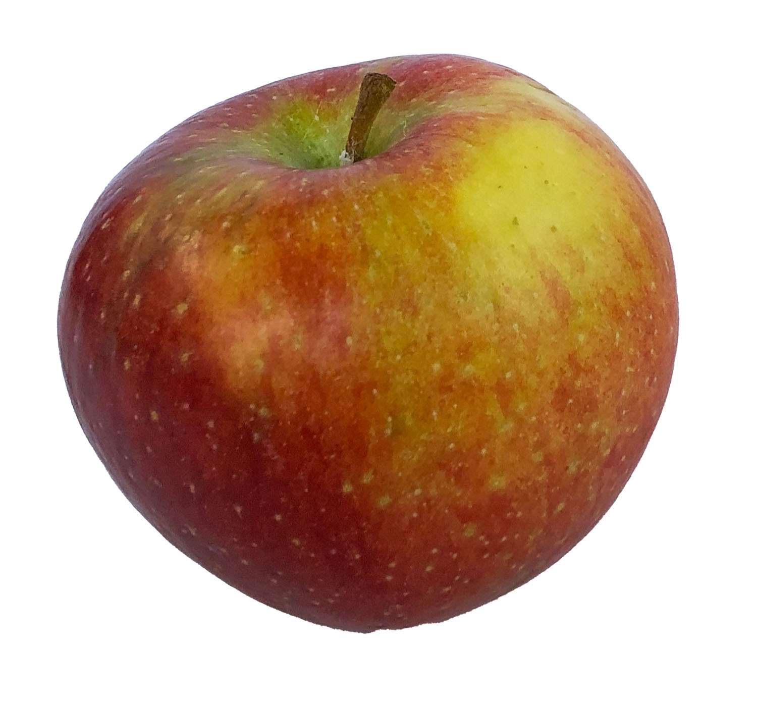 Natyra - Der Naturverbundene